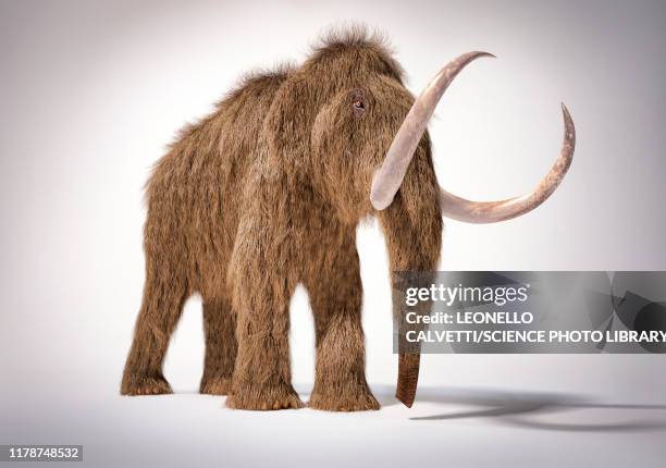 ilustraciones, imágenes clip art, dibujos animados e iconos de stock de woolly mammoth, illustration - woolly mammoth