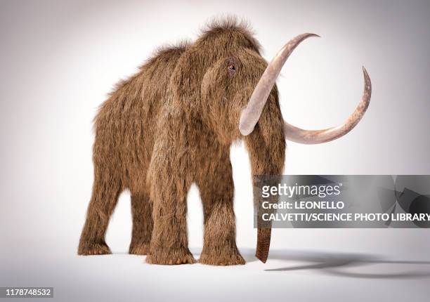 stockillustraties, clipart, cartoons en iconen met woolly mammoth, illustration - dier