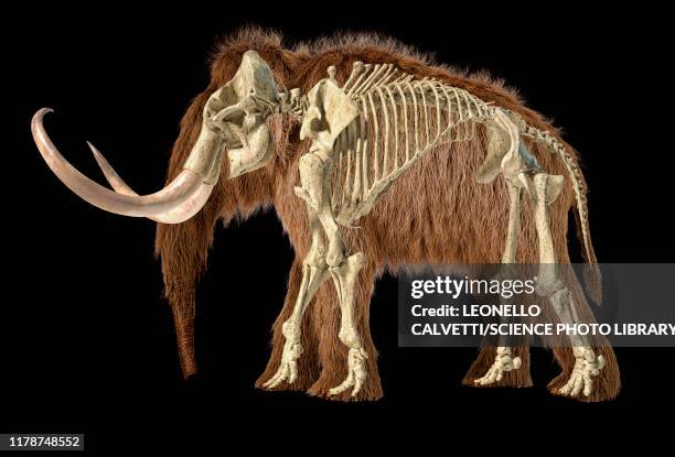 ilustraciones, imágenes clip art, dibujos animados e iconos de stock de woolly mammoth skeleton, illustration - woolly mammoth