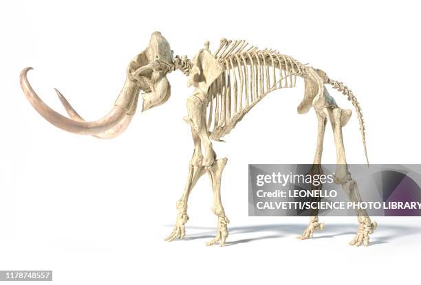 ilustraciones, imágenes clip art, dibujos animados e iconos de stock de woolly mammoth skeleton, illustration - esqueleto de animal
