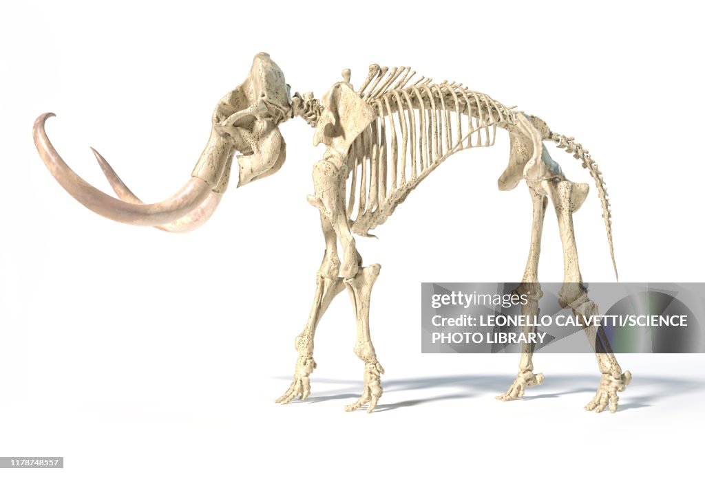 Woolly mammoth skeleton, illustration