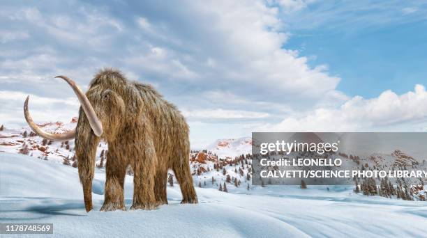 ilustraciones, imágenes clip art, dibujos animados e iconos de stock de woolly mammoth in snow, illustration - woolly mammoth