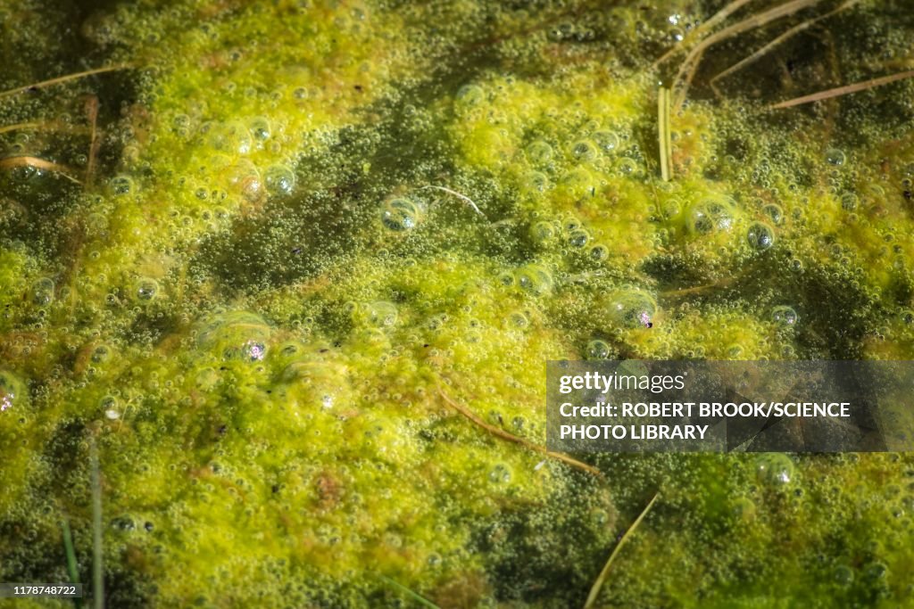 Algal pollution