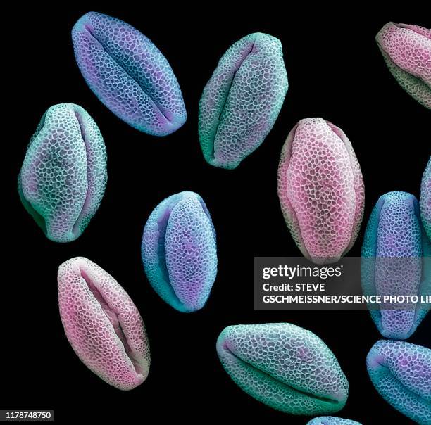 Pollen Microscope Images Pollen Scanning Electron Microscope Photos and Premium High Res ...