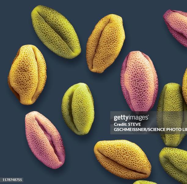 Pollen Microscope Images Pollen Scanning Electron Microscope Photos and Premium High Res ...