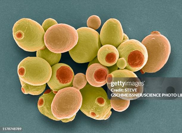 yeast cells, sem - micrografía electrónica escaneadora fotografías e imágenes de stock