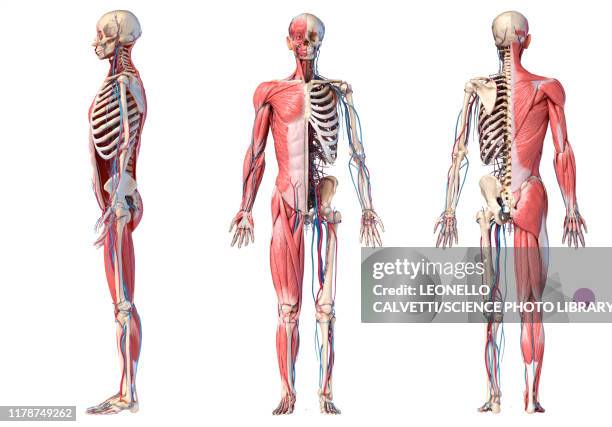 ilustraciones, imágenes clip art, dibujos animados e iconos de stock de human skeleton, muscles and blood vessels, illustration - músculo-humano