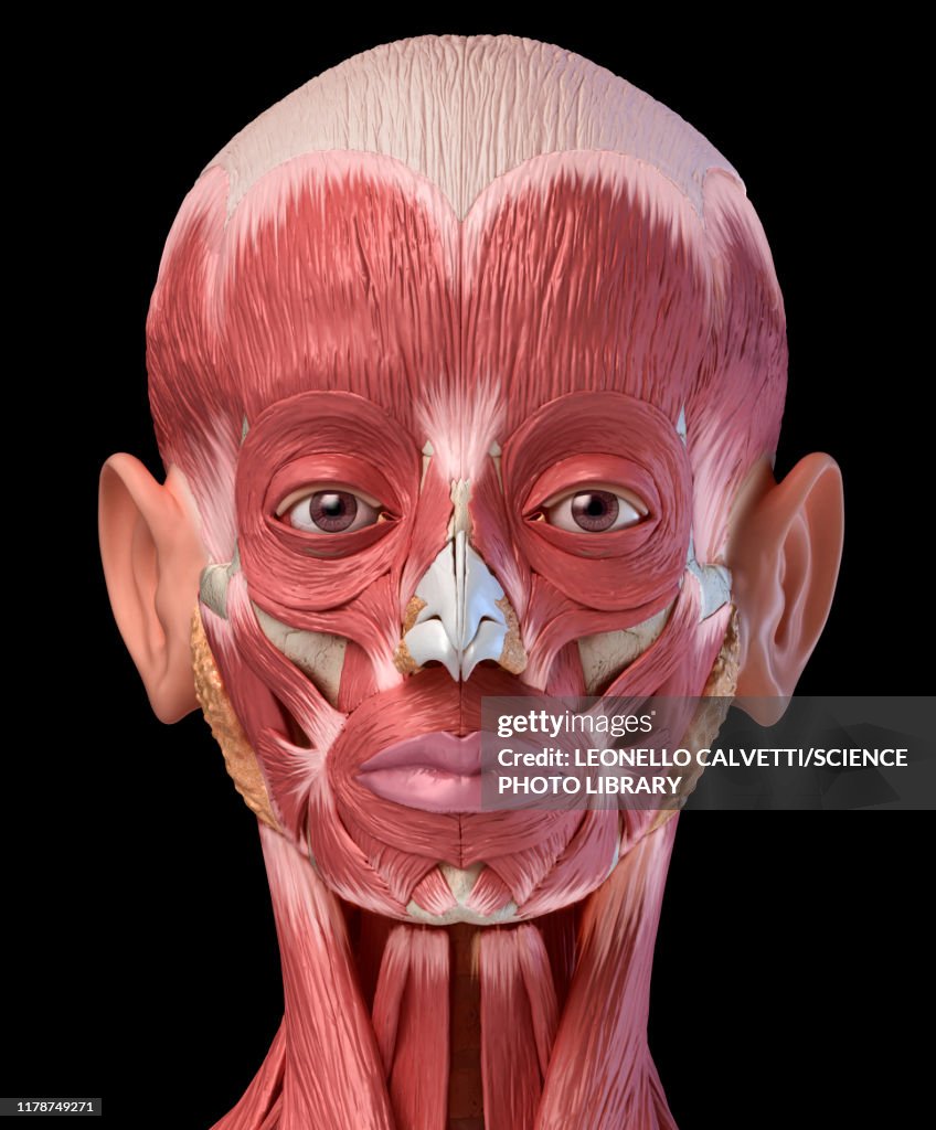 Human head anatomy, illustration