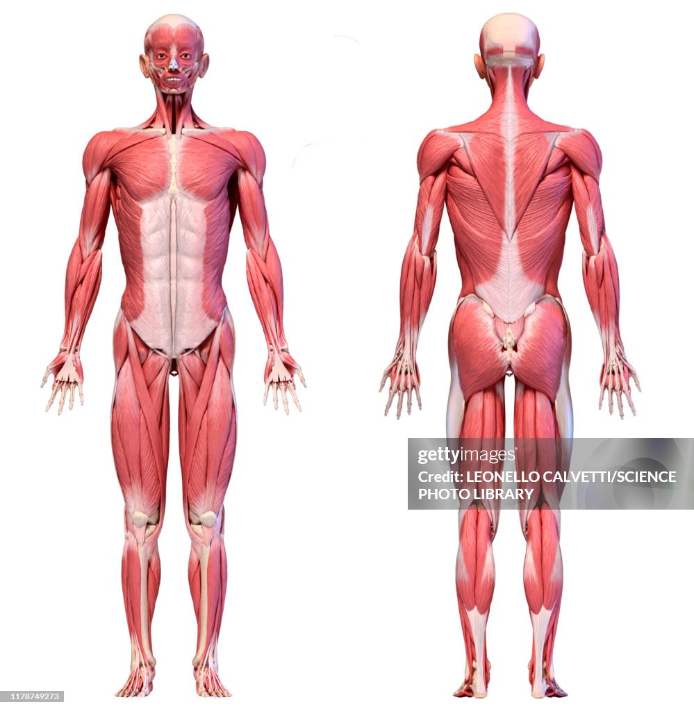 Male musculature, illustration
