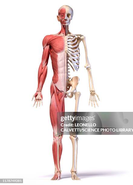 male musculature and skeleton, illustration - human muscle stock illustrations
