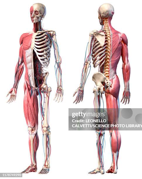 human skeleton, muscles and blood vessels, illustration - menschlicher muskel stock-grafiken, -clipart, -cartoons und -symbole