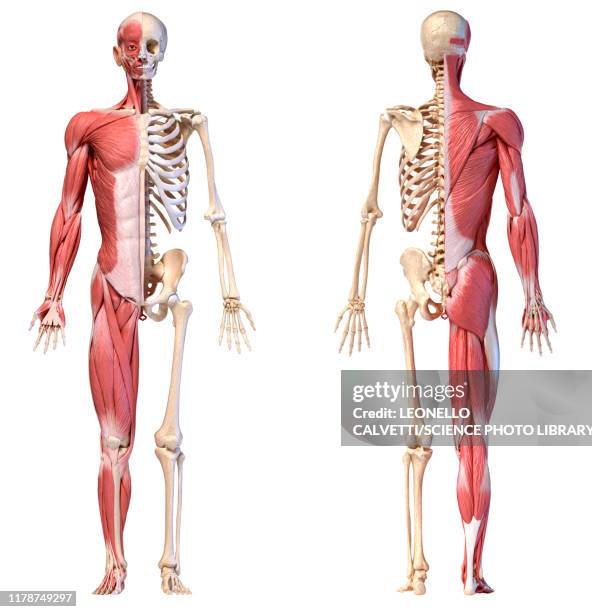 ilustraciones, imágenes clip art, dibujos animados e iconos de stock de male musculature and skeleton, illustration - cuerpo humano posicion anatomica