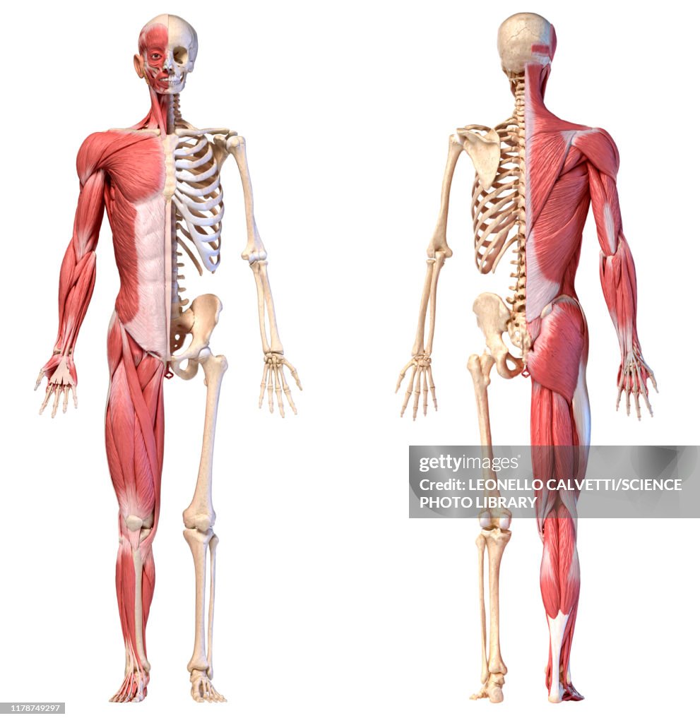 Male musculature and skeleton, illustration