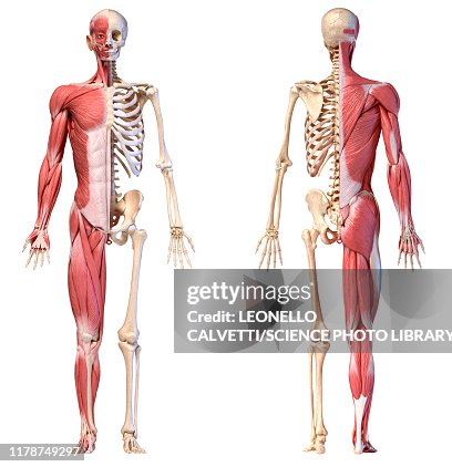 Male musculature and skeleton, illustration Male musculature and skeleton, illustration