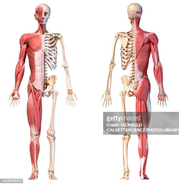male musculature and skeleton, illustration - human arm stock illustrations