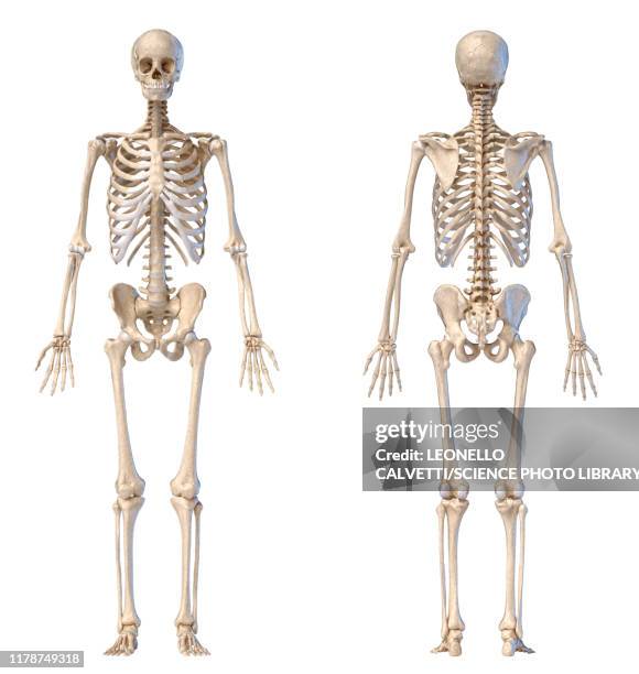 ilustraciones, imágenes clip art, dibujos animados e iconos de stock de male skeleton, illustration - hueso