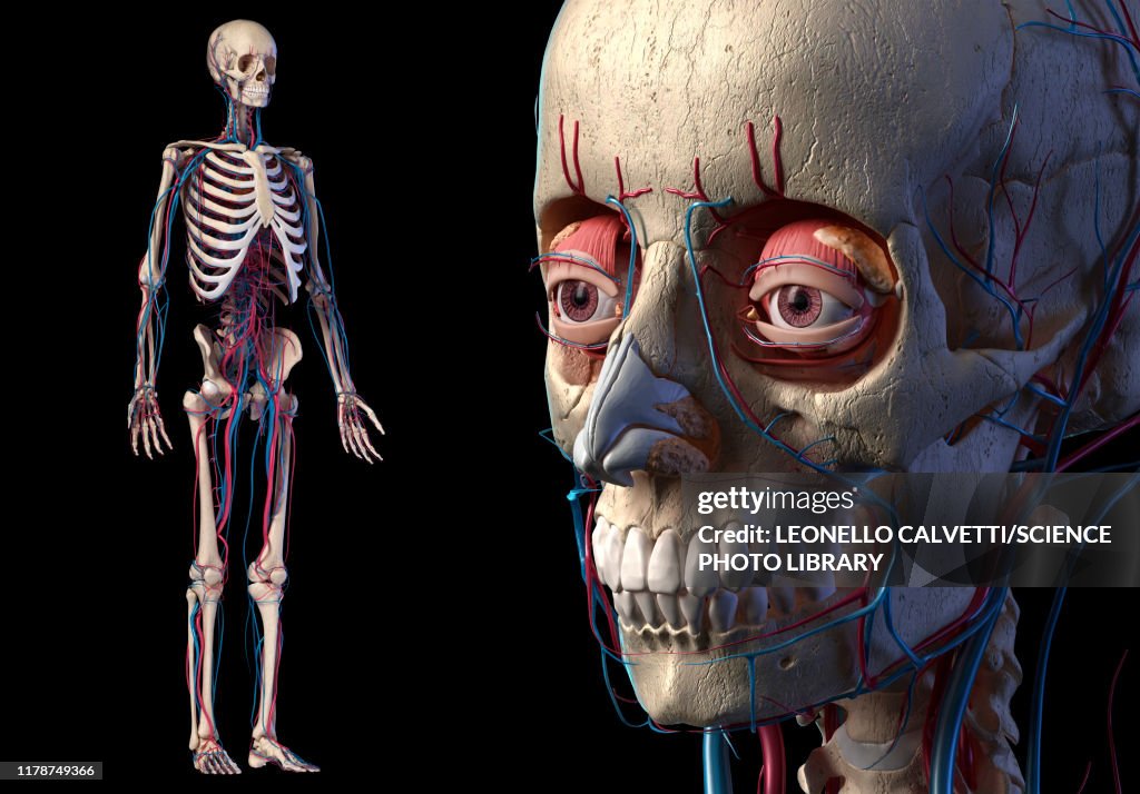 Human bones and vascular anatomy, illustration