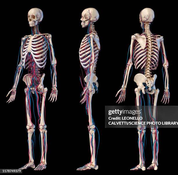 Skeleton Rear 6,464 Human Skeleton Back View Stock Photos, High-Res Pictures, and ...