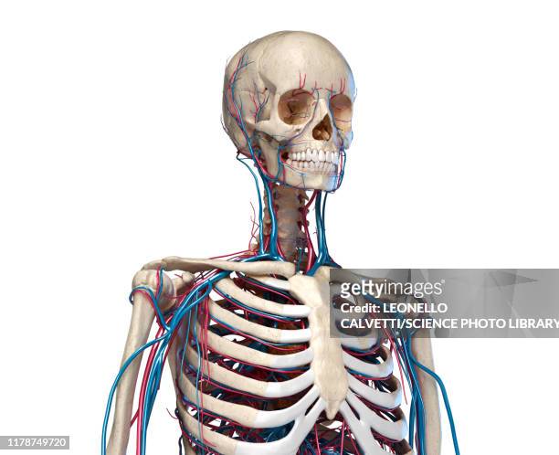 bones and blood vessels of the torso, illustration - human head veins stock illustrations