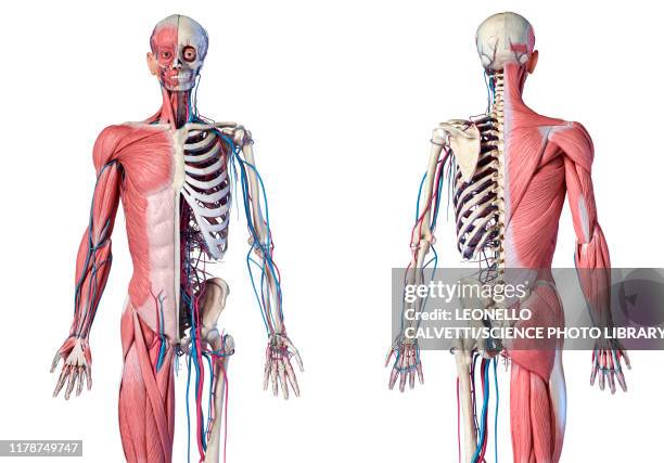 human skeleton, muscles and blood vessels, illustration - tendon stock illustrations
