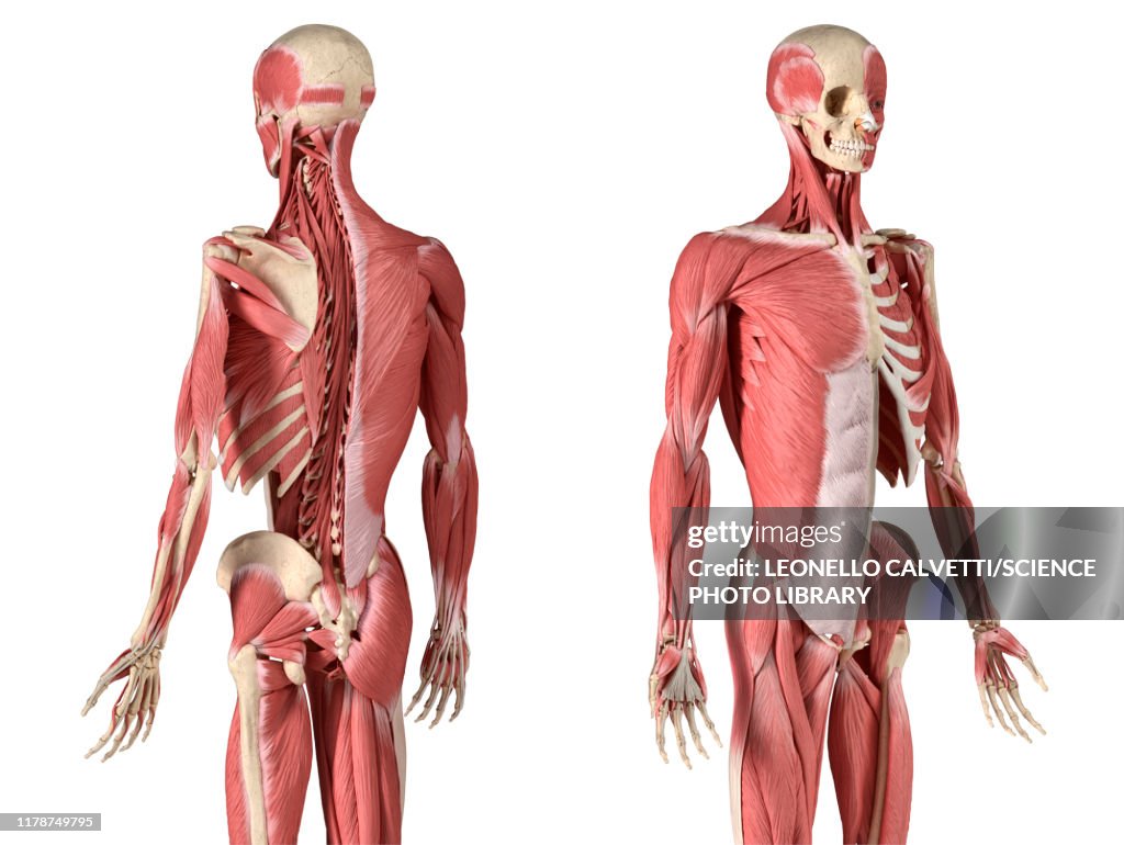 Male skeleton and musculature, illustration