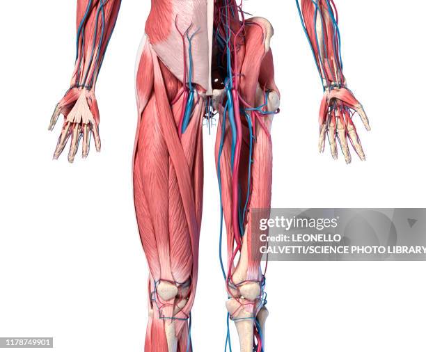 human hip, leg and hand anatomy, illustration - menschliches bein stock-grafiken, -clipart, -cartoons und -symbole