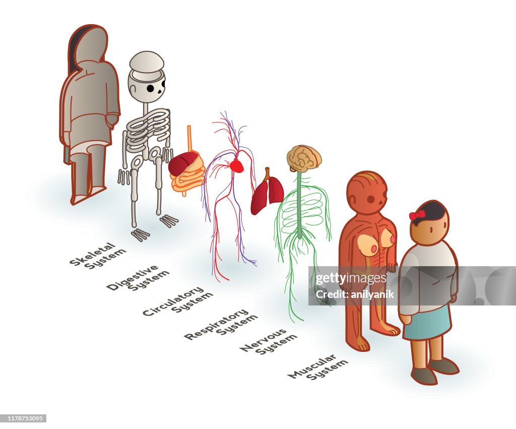 Basic Anatomy Exploded High-Res Vector Graphic - Getty Images