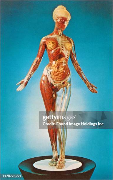 An anatomical model, transparent woman showing internal organs.