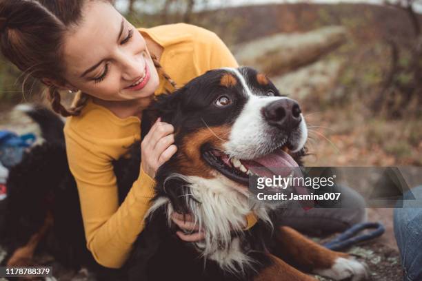 junge frau mit hund - bernese mountain dog stock-fotos und bilder