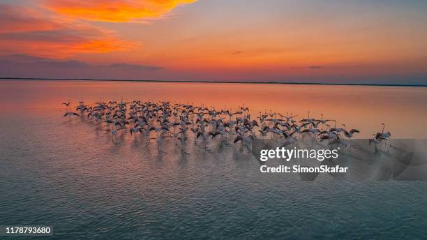 flamencos de pie en el agua al atardecer - sea water bird fotografías e imágenes de stock
