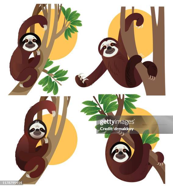 sloth animals in rainforest - san francisco cundinamarca stock illustrations