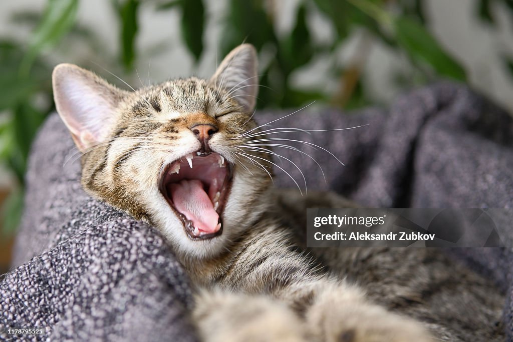 The cat yawns. The kitten baby teeth fall out.