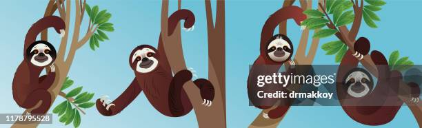 sloth animals in rainforest - san francisco cundinamarca stock illustrations