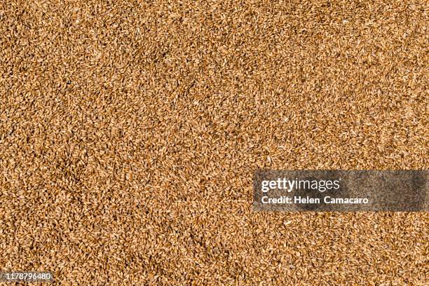 background of wheat grains - bread texture stock-fotos und bilder