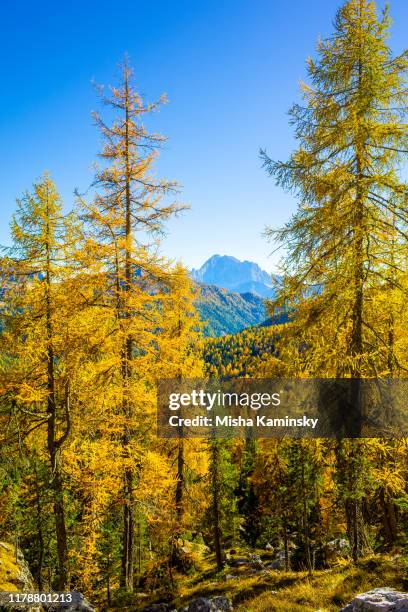 bosques de pinos pintorescos en los alpes dolomitas, italia - larch tree fotografías e imágenes de stock