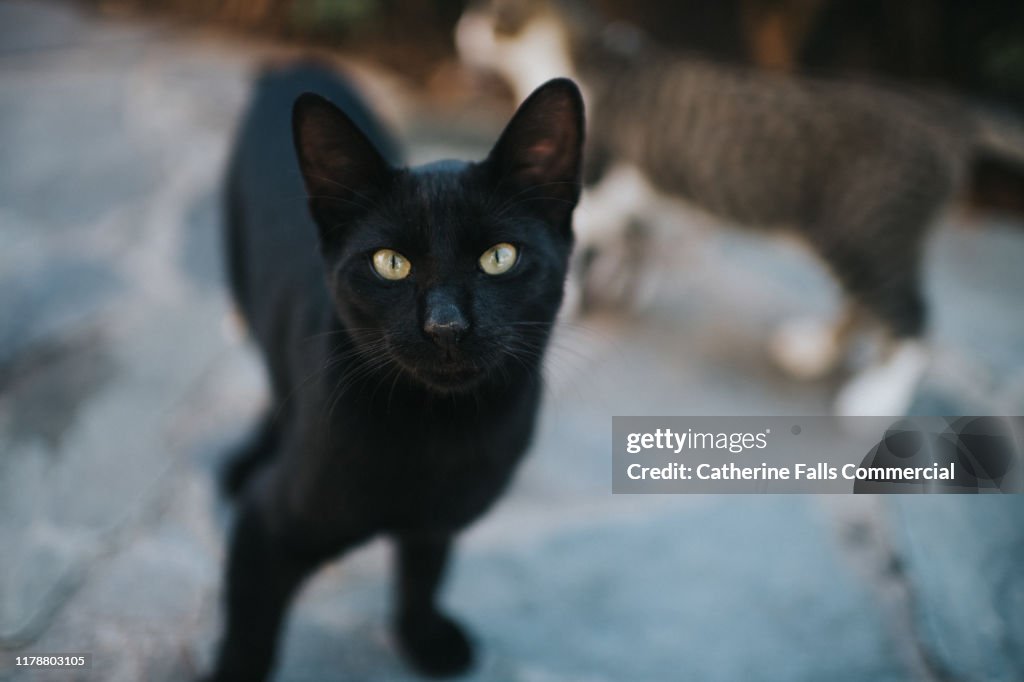 Black Cat