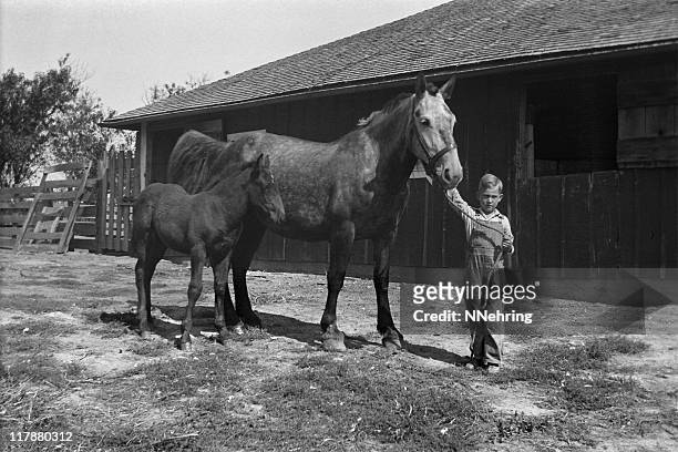 farm boy with mare and foal in barnyard 1935, retro - children only photos stock pictures, royalty-free photos & images