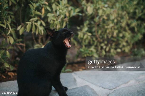 cat yawning - väsa bildbanksfoton och bilder