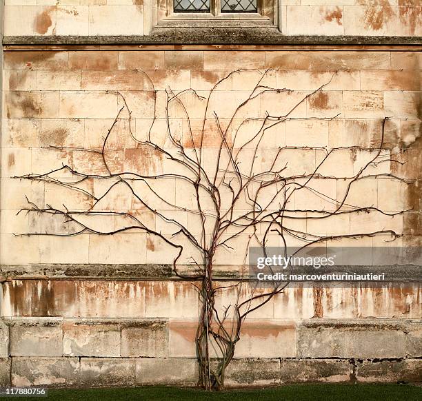 tree vs wall - creeper plant growing on stone wall - stamboom stockfoto's en -beelden