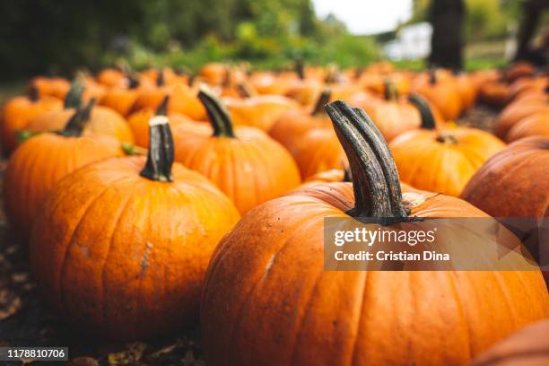 group of orange pumpkins at countryside - pumpkin stock pictures, royalty-free photos & images