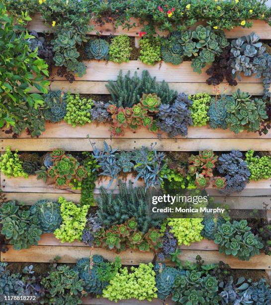 wall of succulents - succulent plant fotografías e imágenes de stock