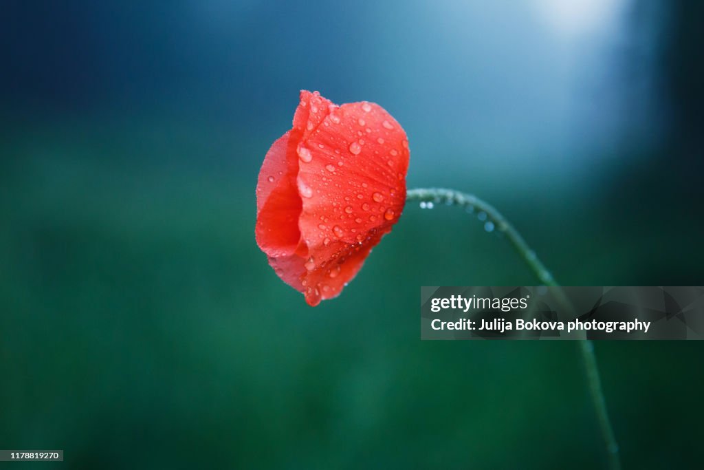 The poppy in the morning