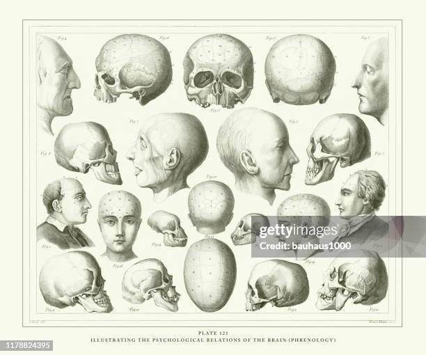 gravierte antike, illustration der psychologischen beziehungen des gehirns (phrenologie) gravur antike illustration, veröffentlicht 1851 - phrenologie stock-grafiken, -clipart, -cartoons und -symbole