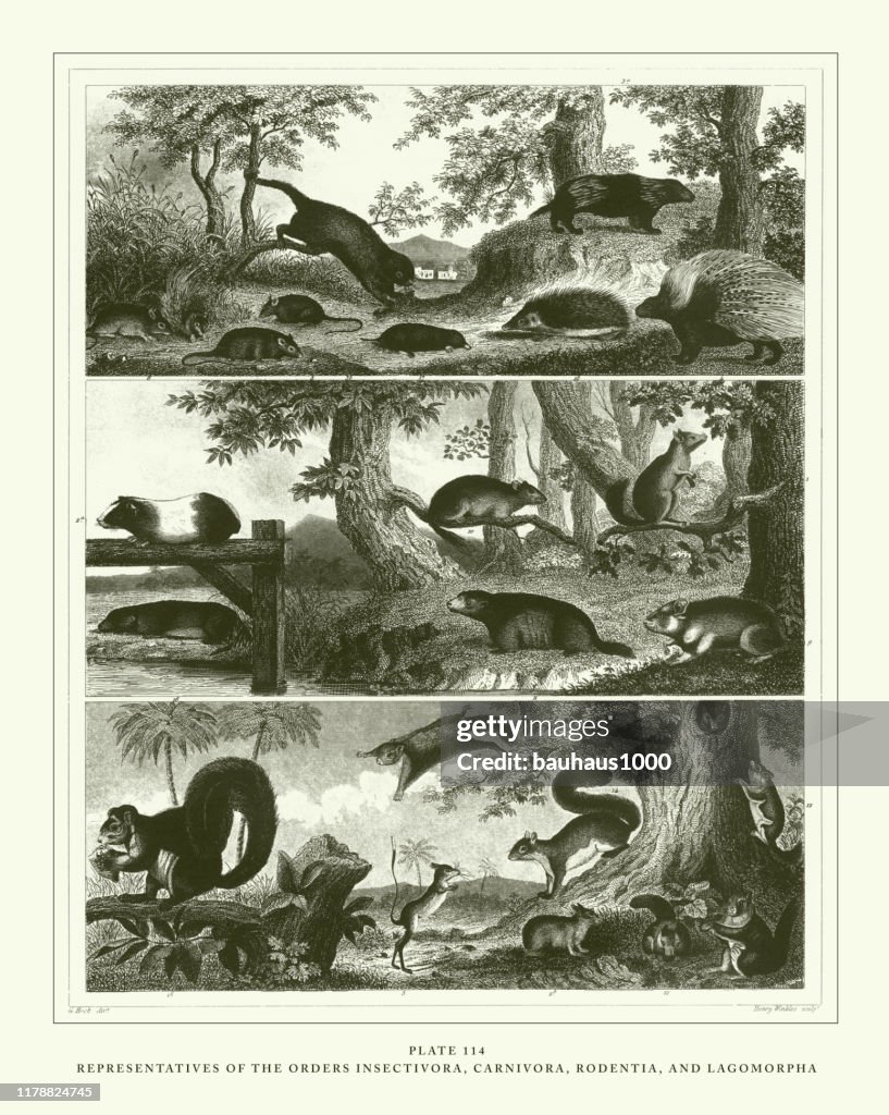 Engraved Antique, Representatives of the Orders Insectivora, Carnivora, Rodentia, and Lagomorpha Engraving Antique Illustration, Published 1851