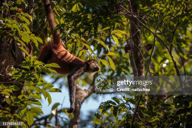 macaco de aranha em costa-rica - macaco aranha - fotografias e filmes do acervo