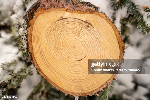 view of a tree disk with annual rings of a felled spruce in winter with snow and ice. - espruce - fotografias e filmes do acervo