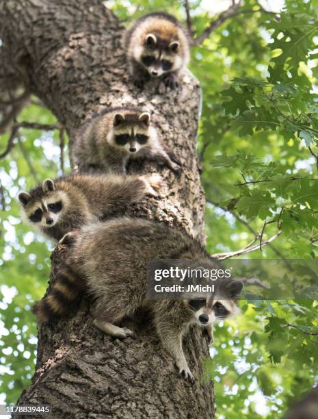 racoon family - bandit stock pictures, royalty-free photos & images