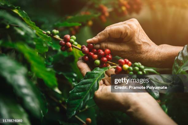 [coffee berries] close-up arabica coffee berries with agriculturist hands - plantation de café photos et images de collection
