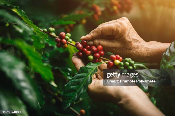 [coffee berries] close-up arabica coffee berries with agriculturist hands - brazil coffee stock pictures, royalty-free photos & images