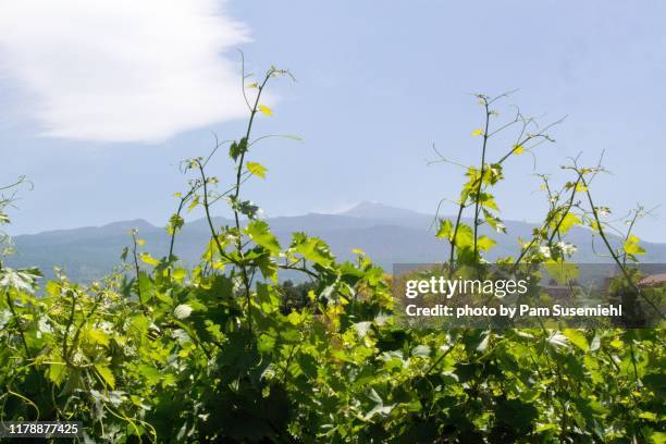 view of mt. etna over grape vines - mt etna fotografías e imágenes de stock